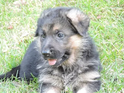 Prodáme štěňata NO s PP- poslední volní pejskové a